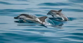 Все дельфины очень любят помогать тонущим